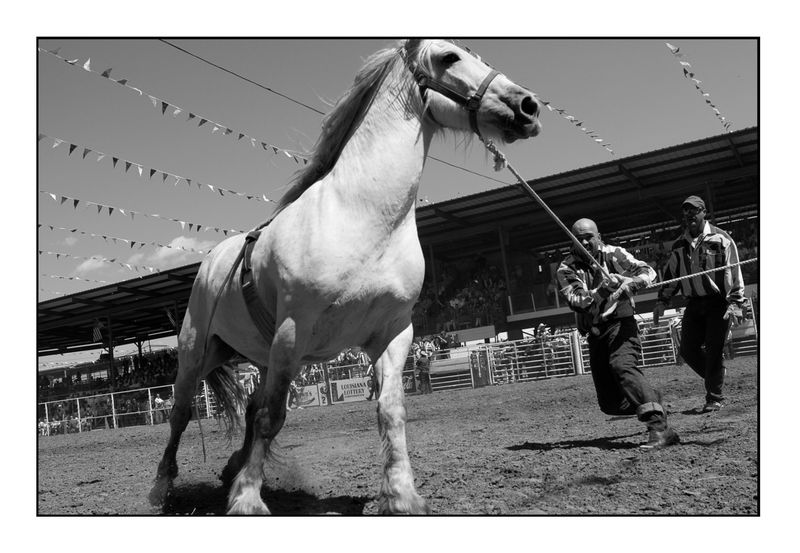 Angola prison rodeo,  Louisiana  2017
