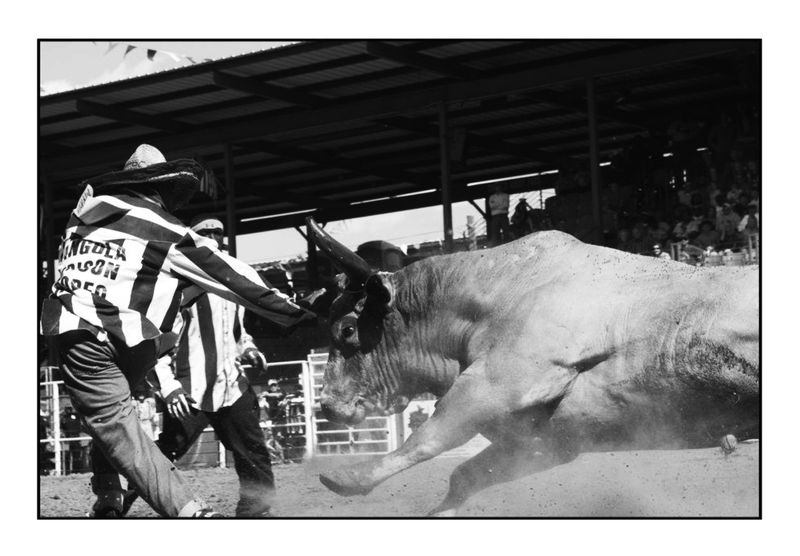 Angola prison rodeo, 2015