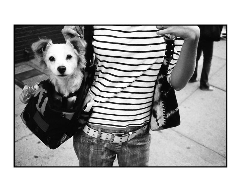 Dog day afternoon, NYC 2006