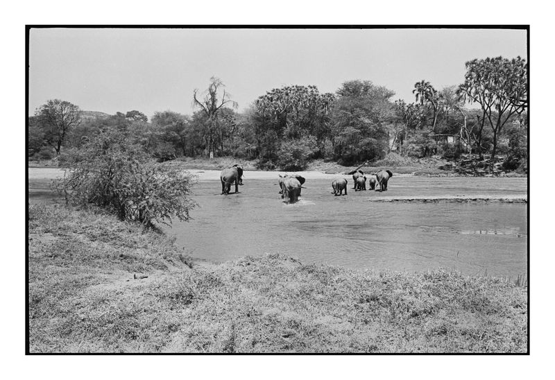 Elephants crossing,  Kenya 1973