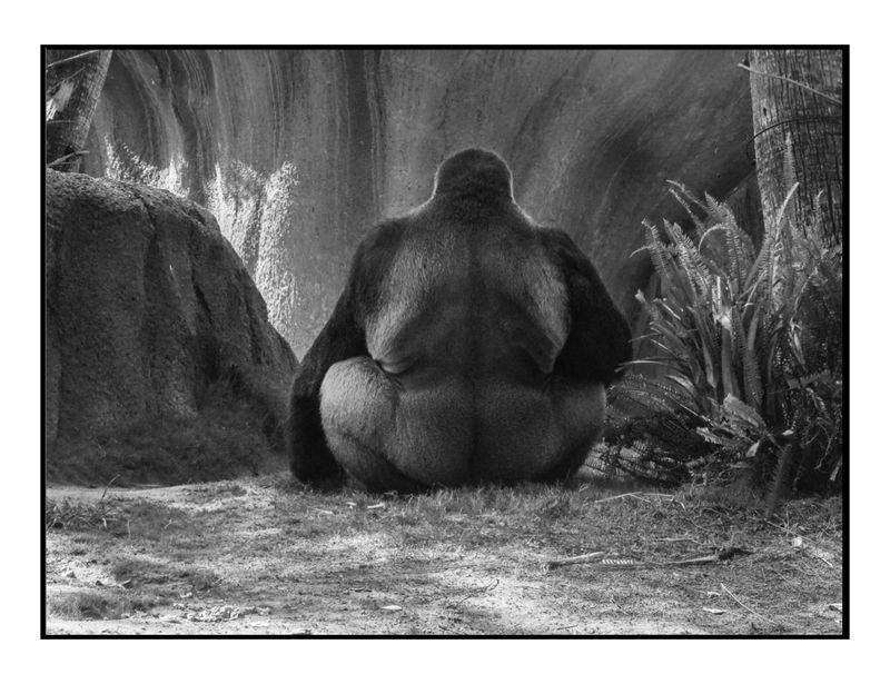 Los Angeles zoo, 2000