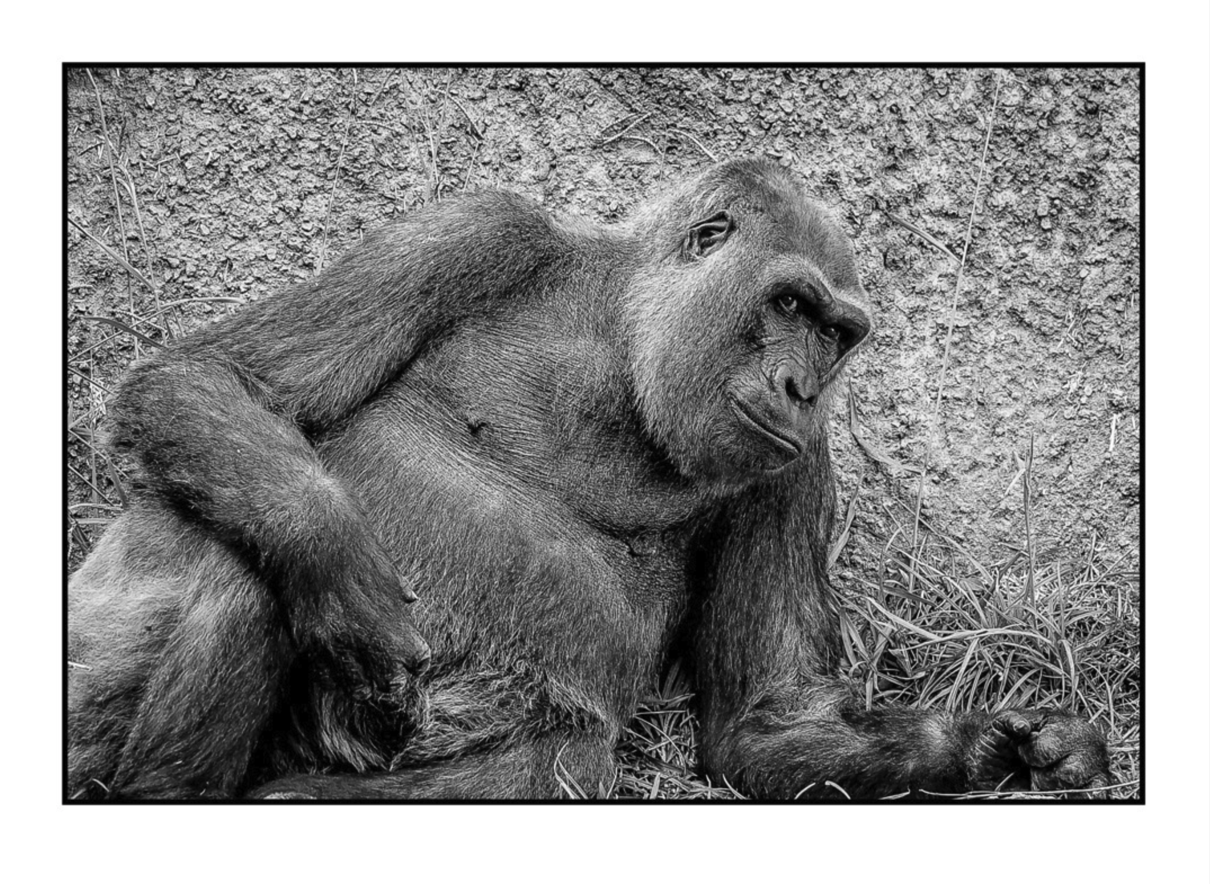 Inmate primate, Los Angeles, 2000