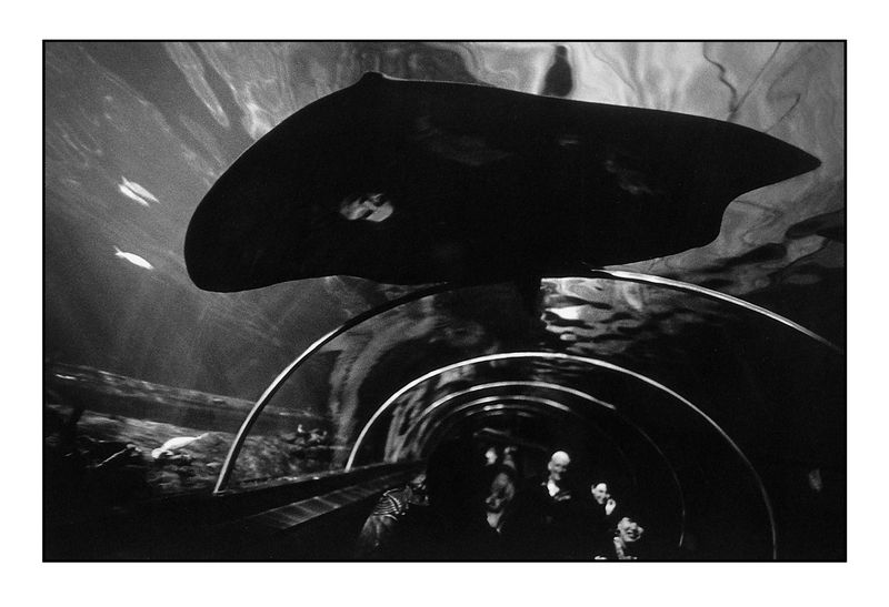 Sydney Aquarium 1997