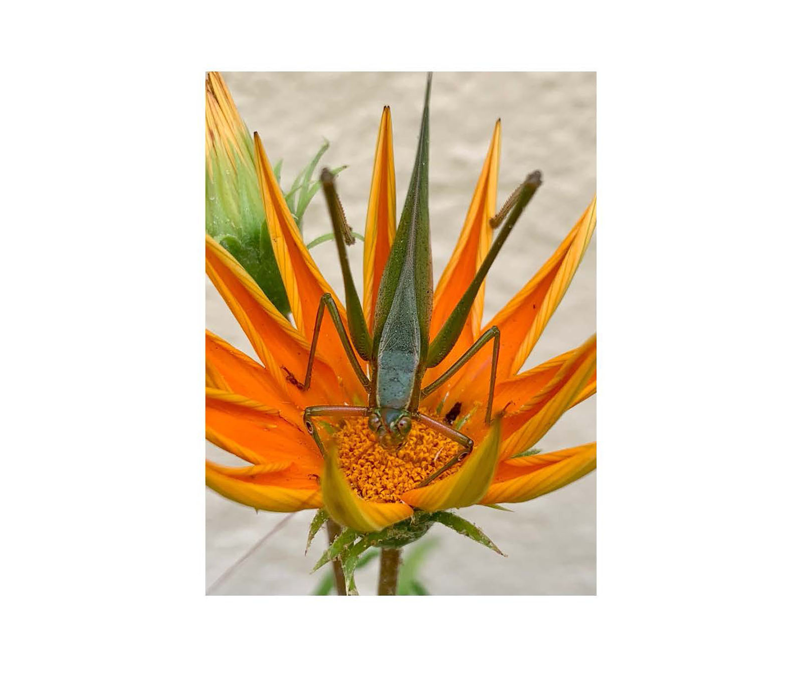 instant-pdf-P17334131 2 pages Page 28