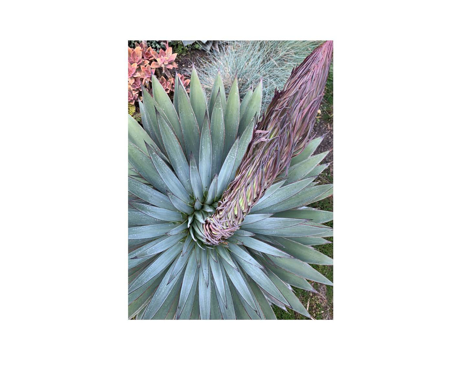 pedestrian replace A